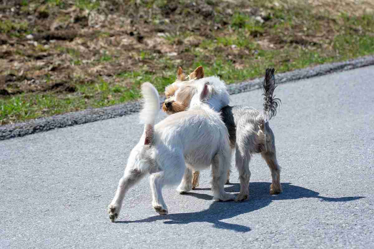 perché i cani annusano le parti intime