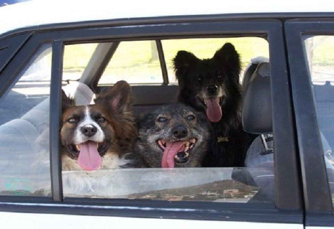 cani liberi auto