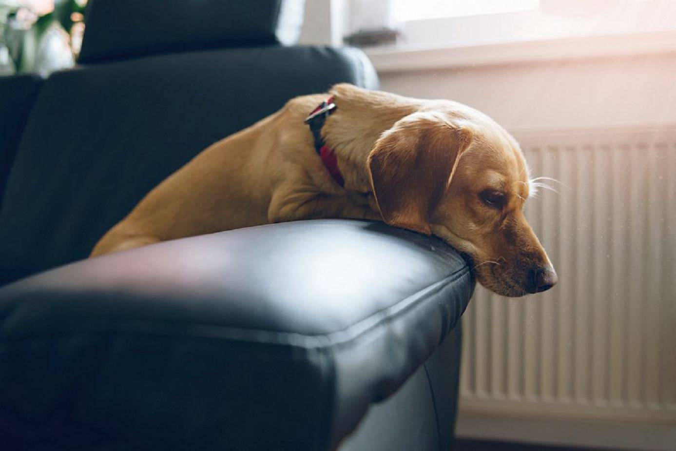 psicofarmaci per il cane