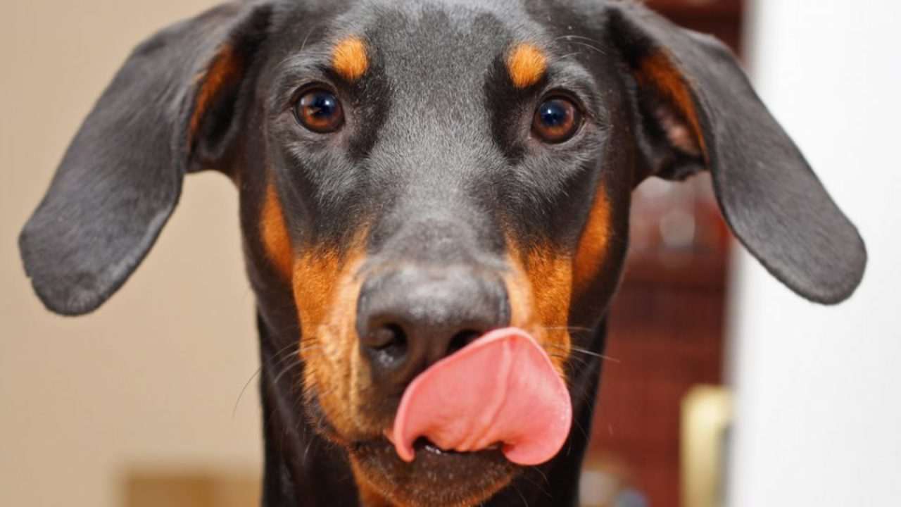 come mai Fido lecca muso