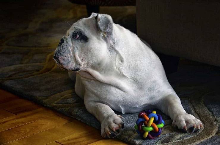 cane giochi