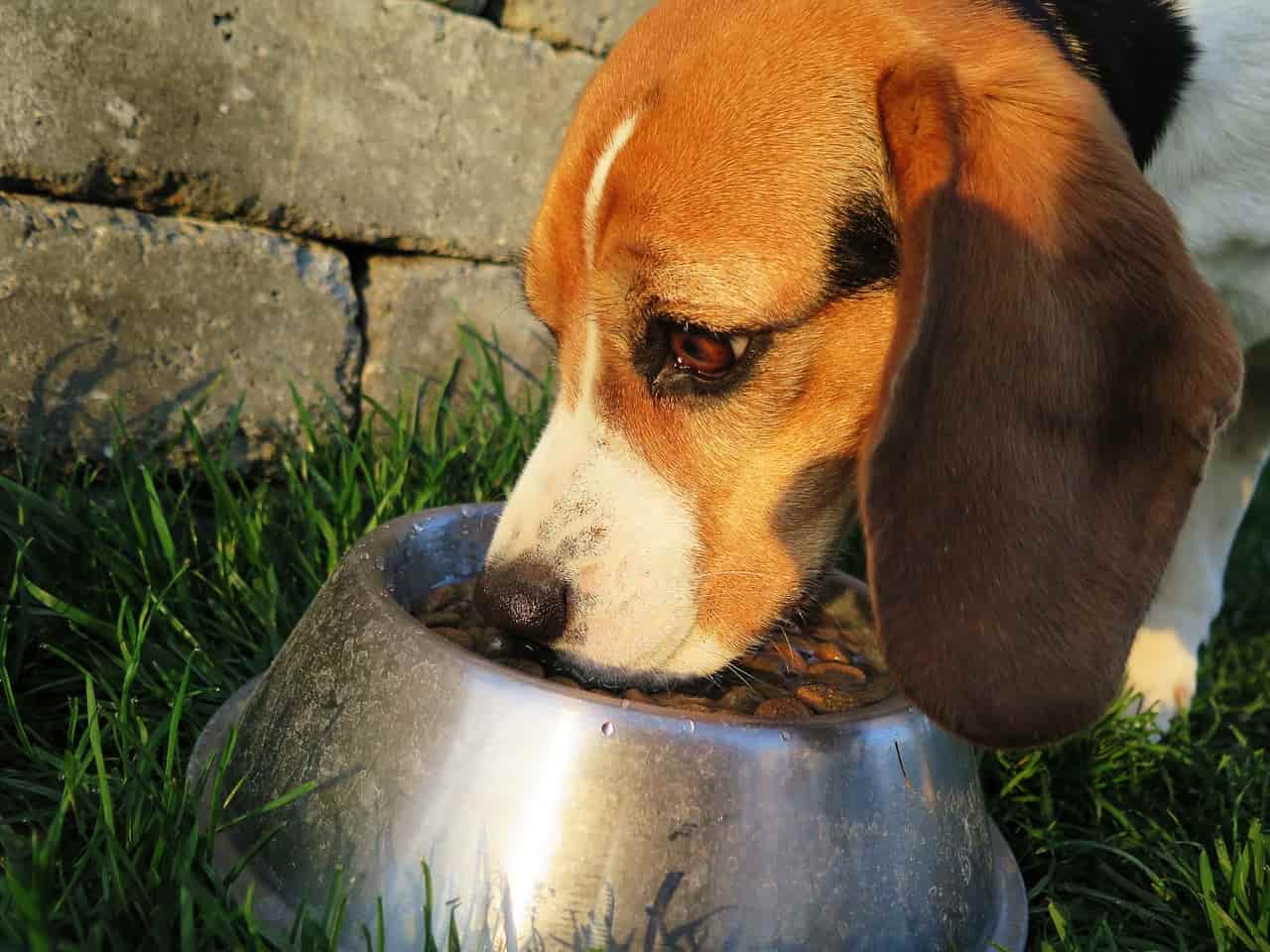 cibo cani