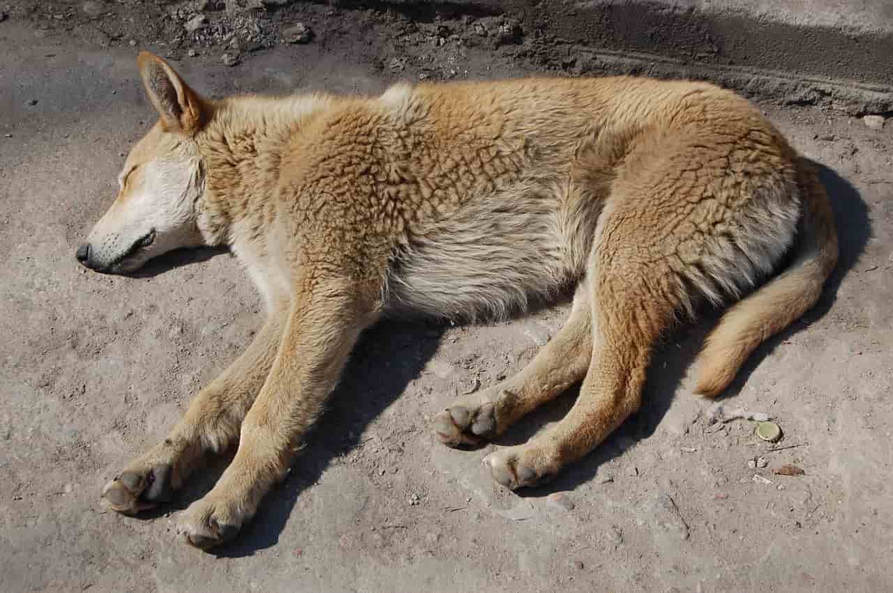 cane dolore