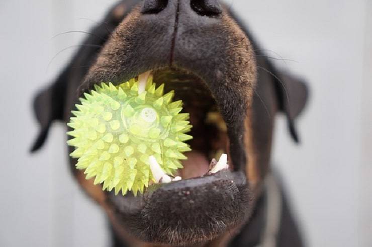 cane giochi