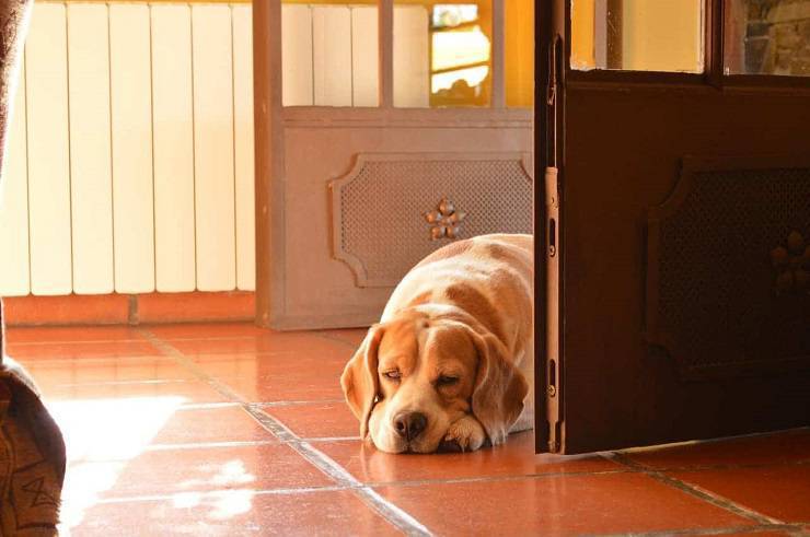 cane debole