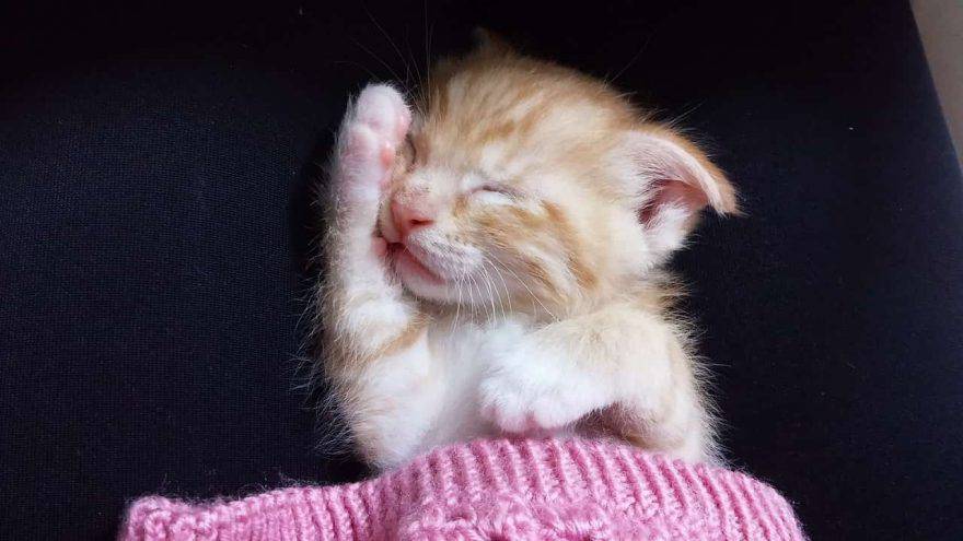 quanto dorme un gatto