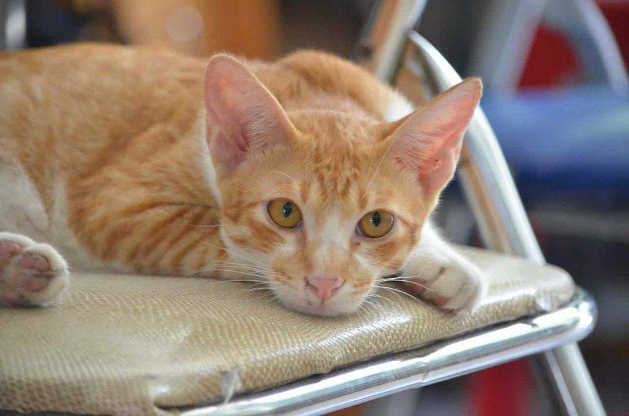 sintomi tumore gatto