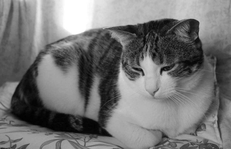 Memoria del gatto