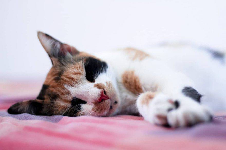 gatto che dorme