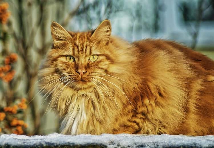 gatto rosso