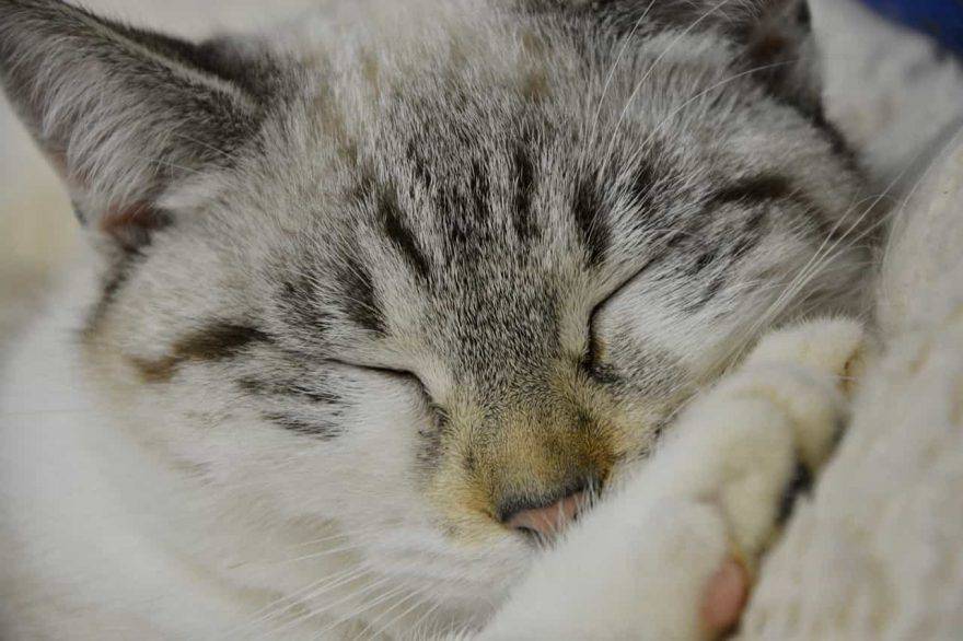 gatto anziano sonno