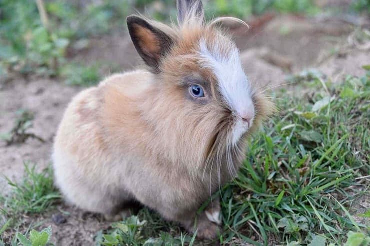 coniglio pelo