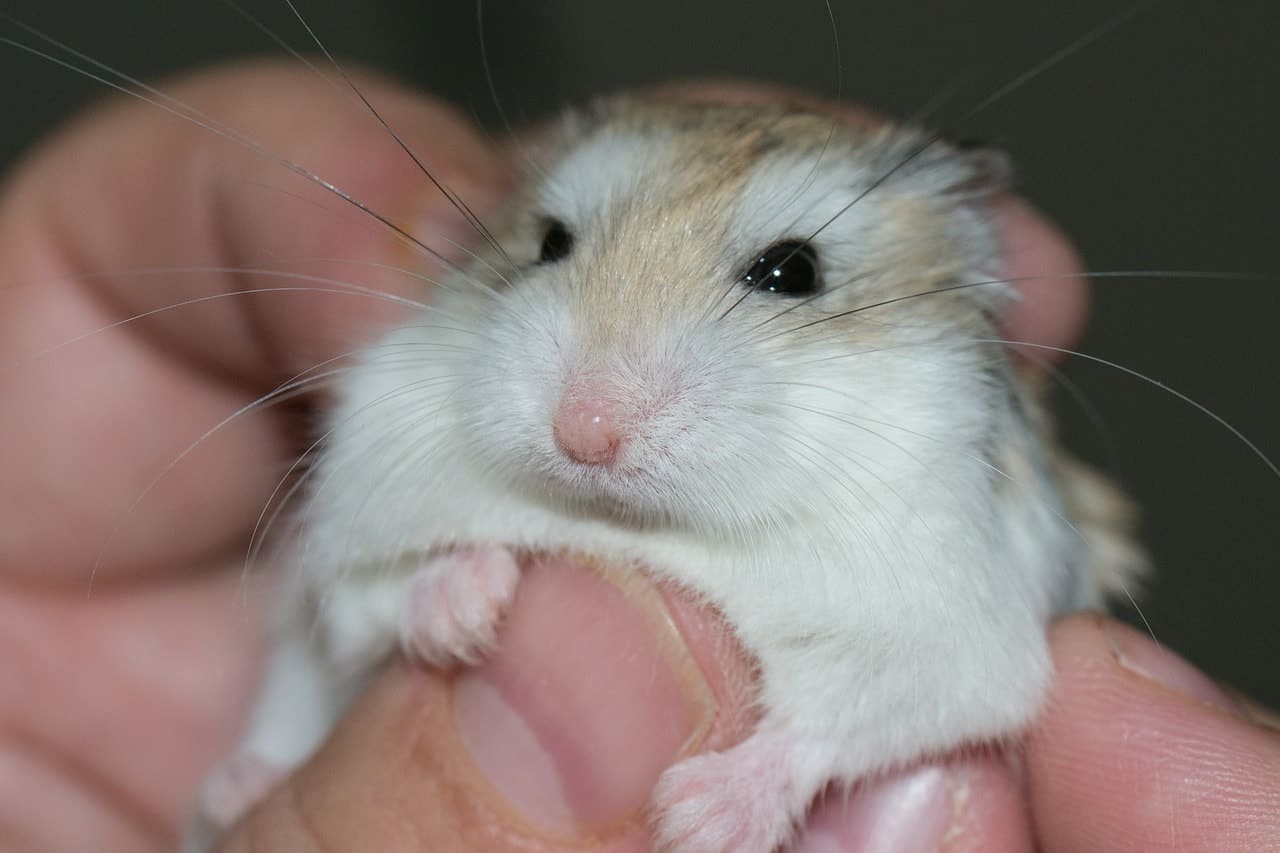 malattie criceto