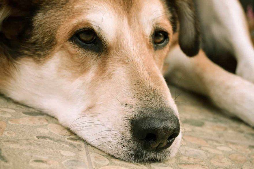 cane triste cause e soluzioni