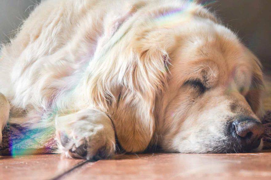 cane piange mentre dorme