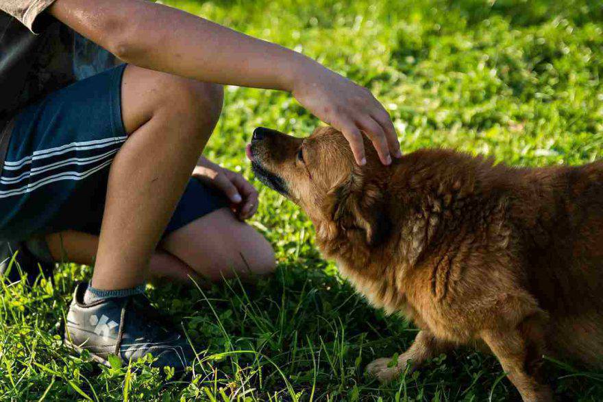Animali più empatici