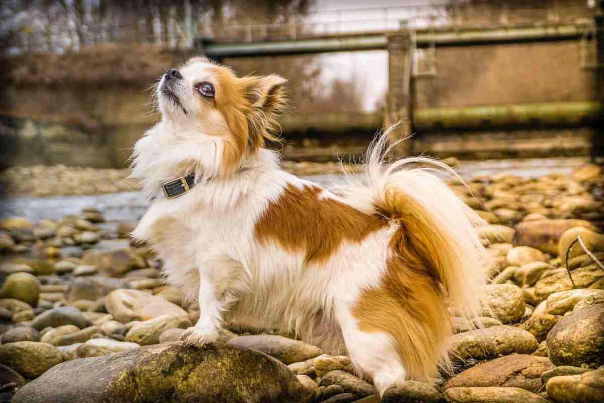 Fino a che età può crescere il cane (fonte Pixabay)