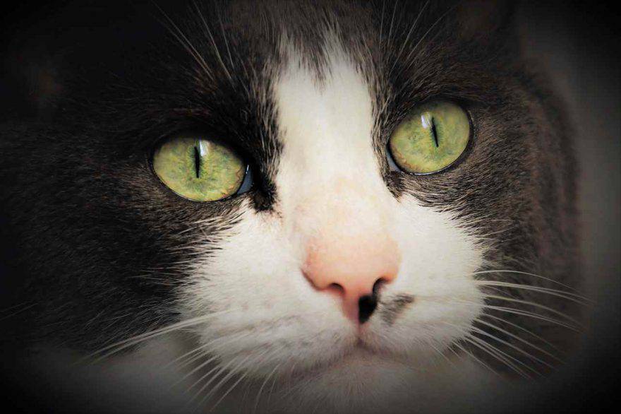 Memoria del gatto