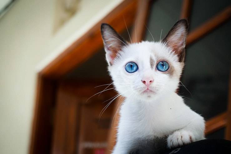 gatto dimagrito