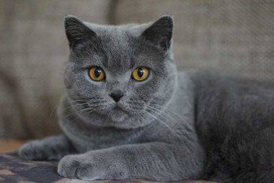felino ha naso bagnato e umido