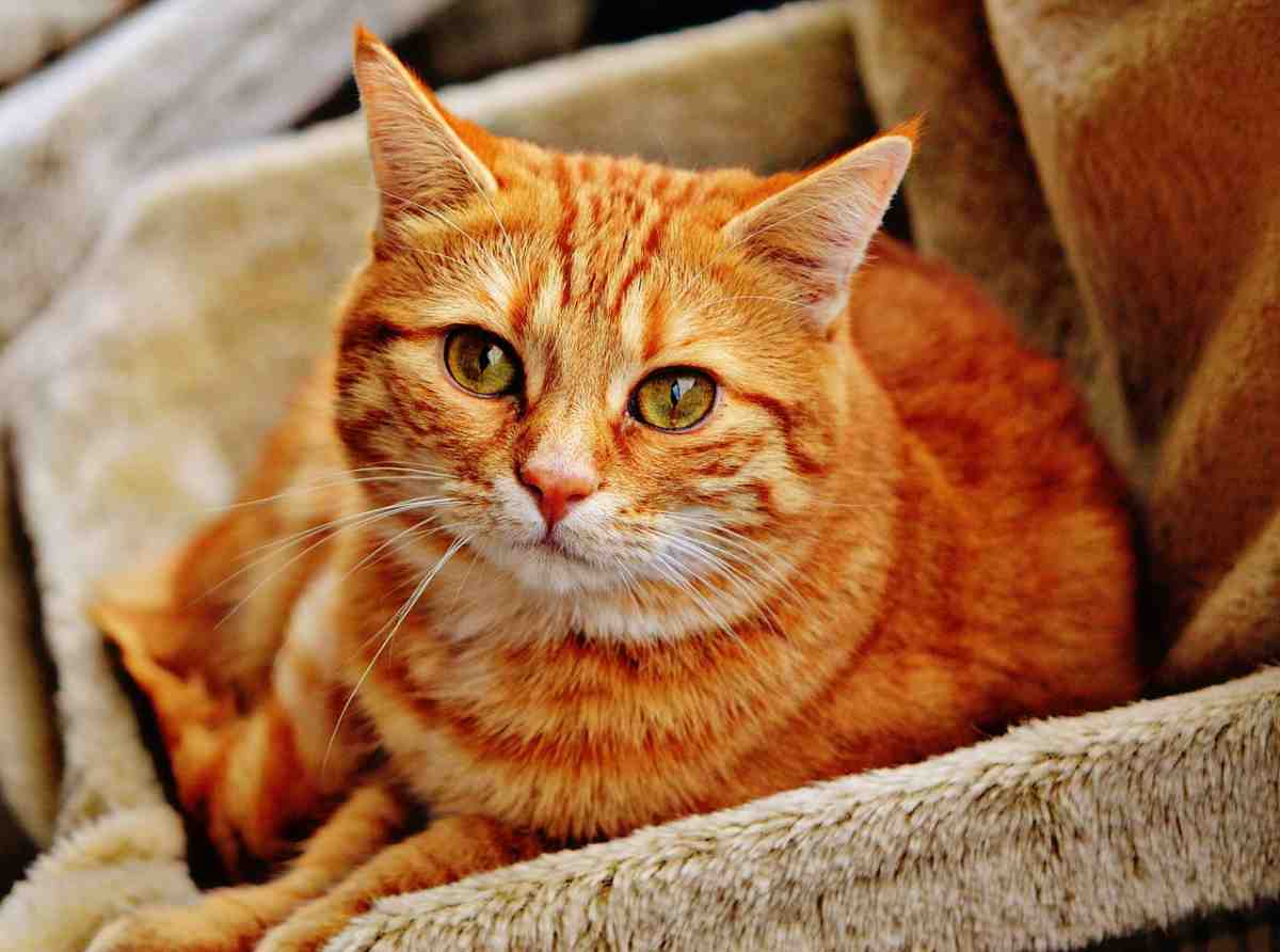 Gatto rosso caratteristiche e curiosità
