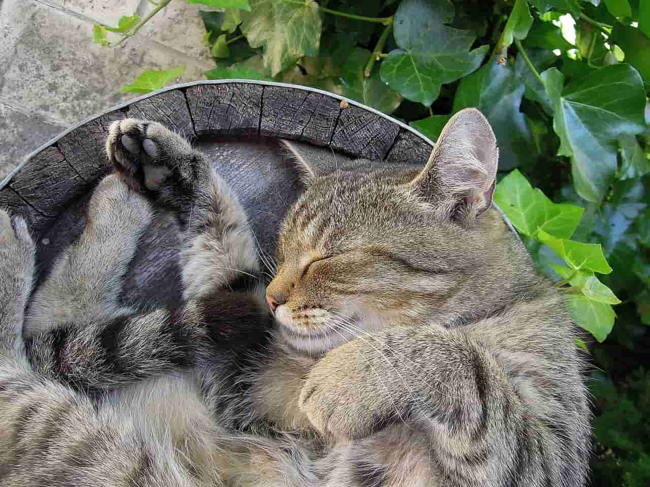 gatto trema dorme