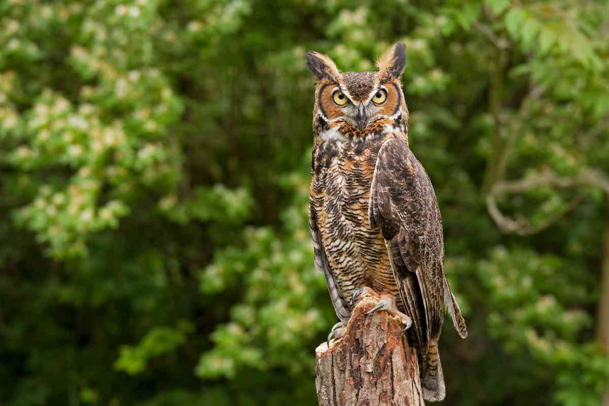 gufo in natura