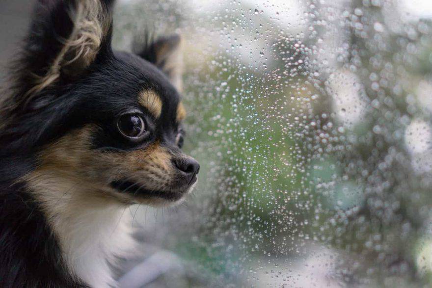 cosa fare con il cane quando piove
