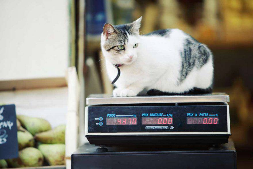 peso ideale gatto