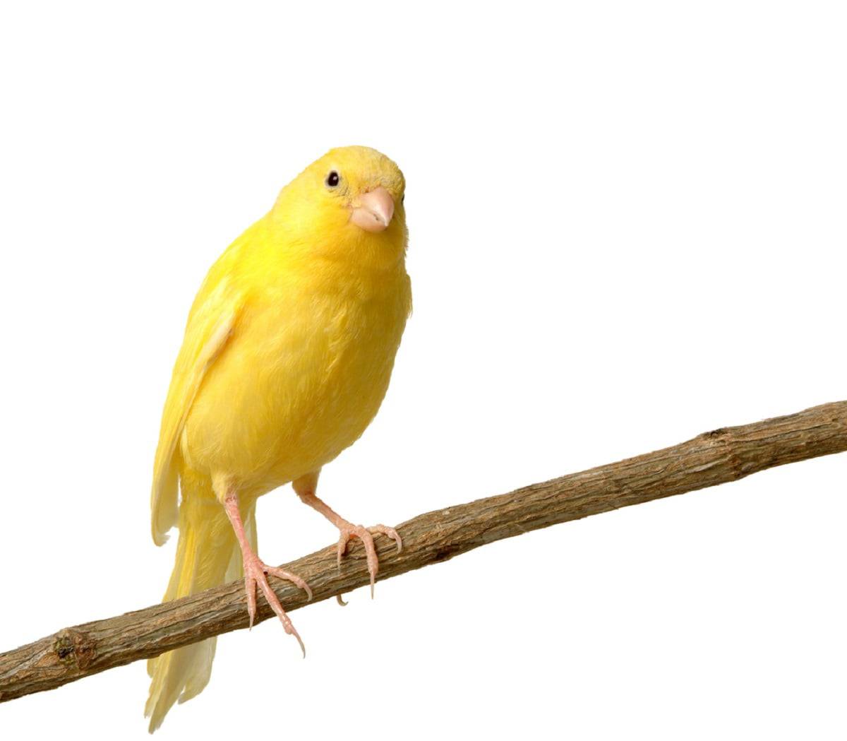canarini malattie