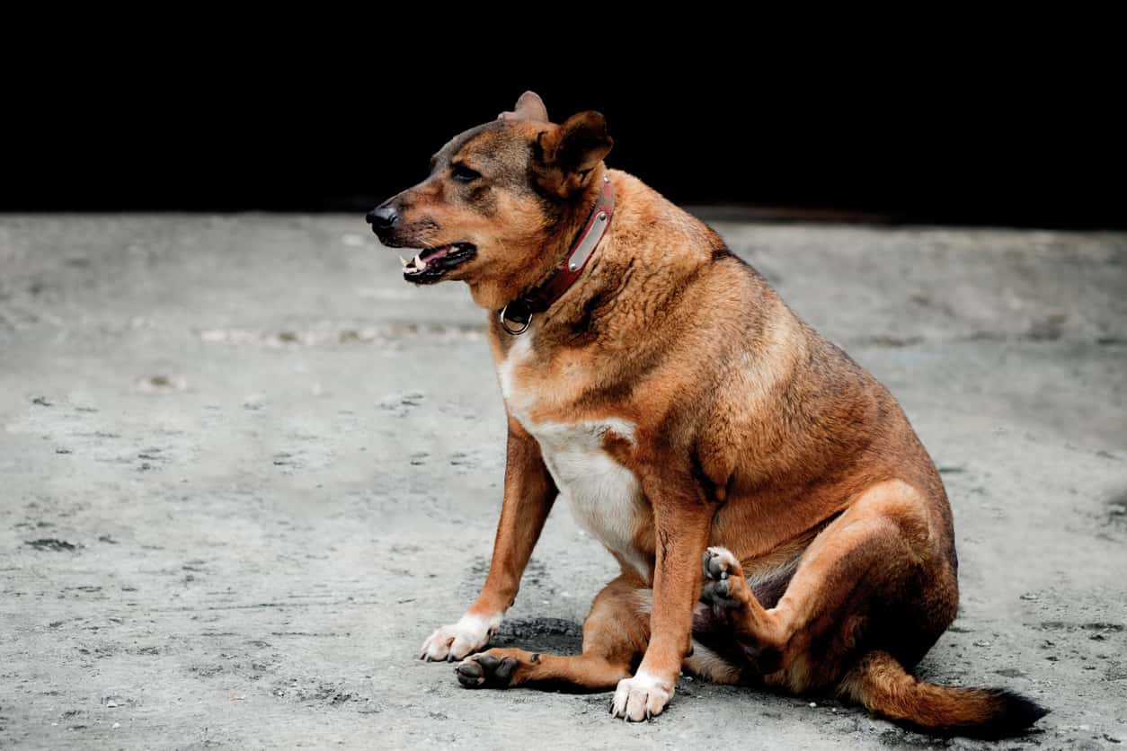 cane pancia gonfia
