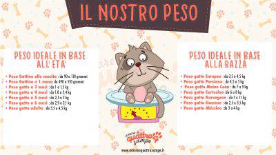 infografica peso gatto