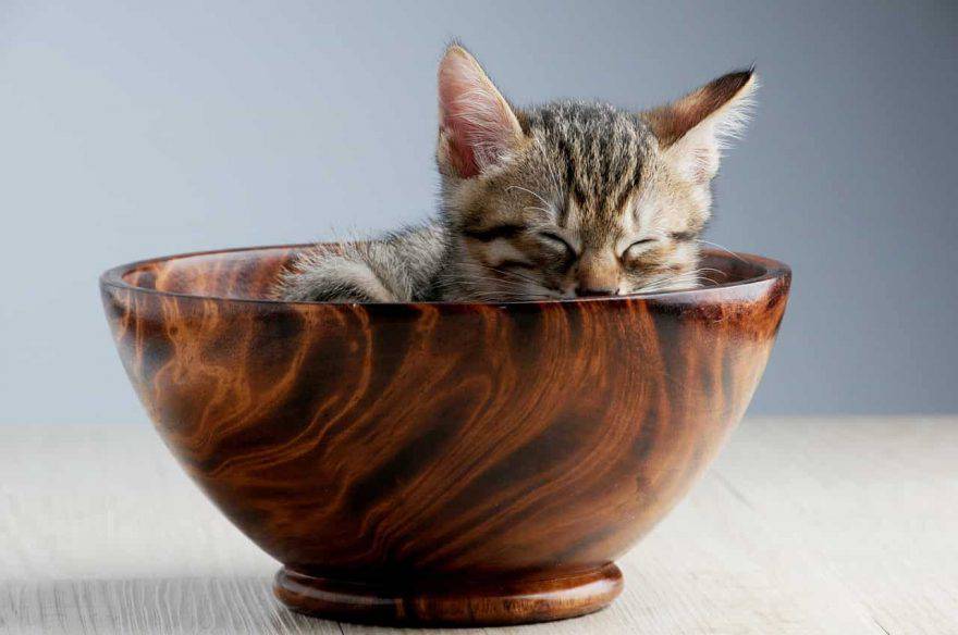 gatto cucciolo dorme