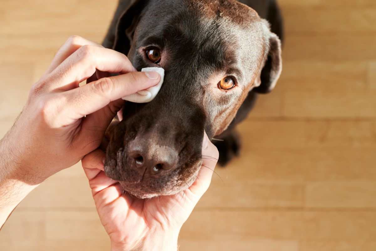 persona che pulisce gli occhi al cane