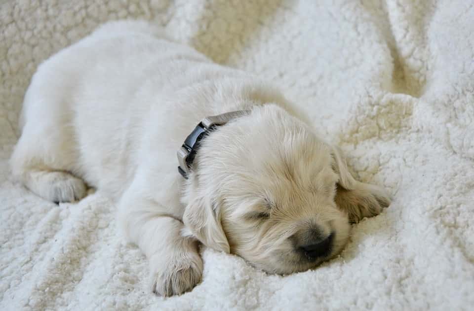 cucciolo cane sogno