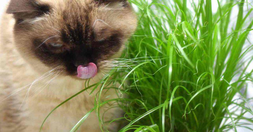 Gatto mangia insalata
