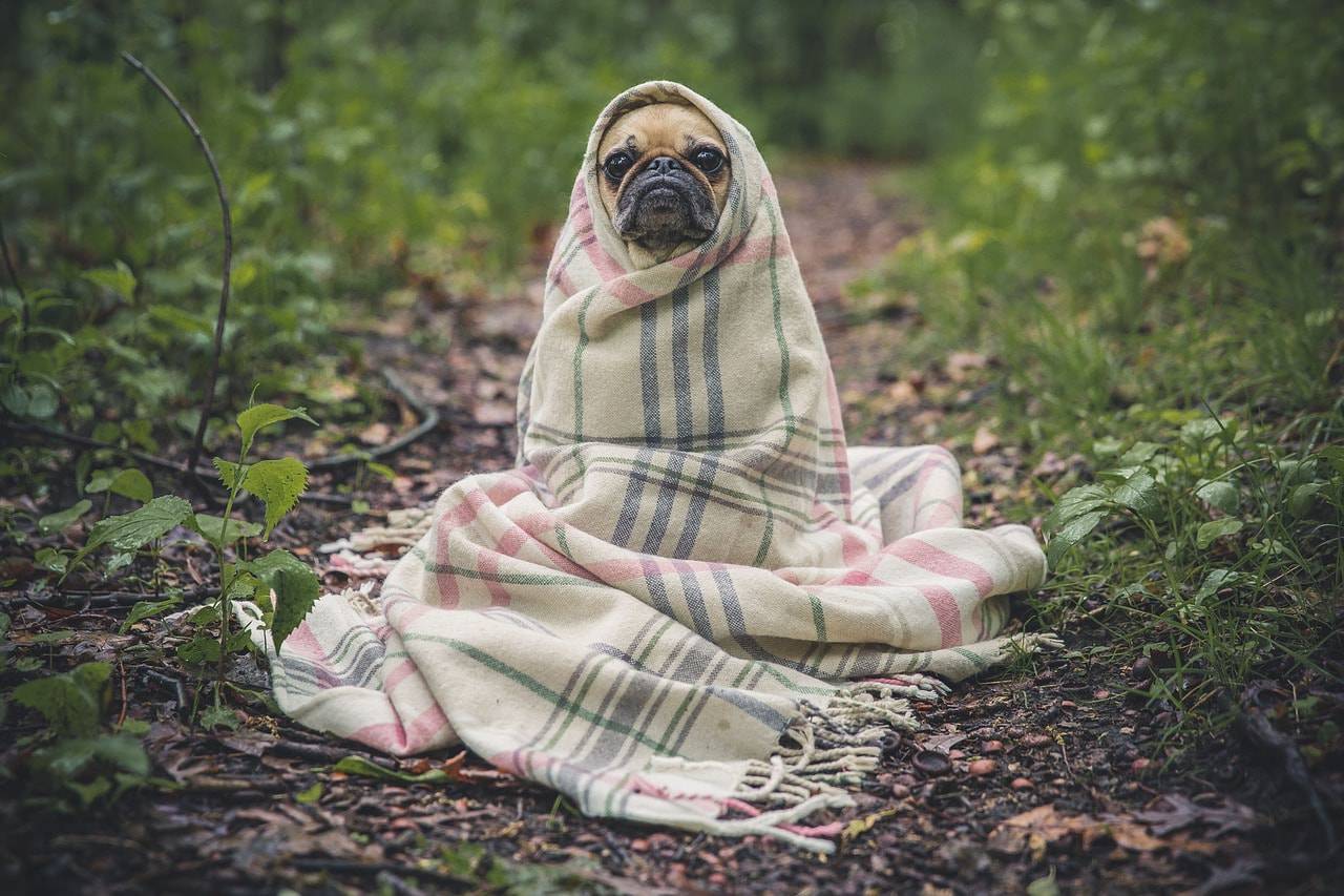 cane febbre