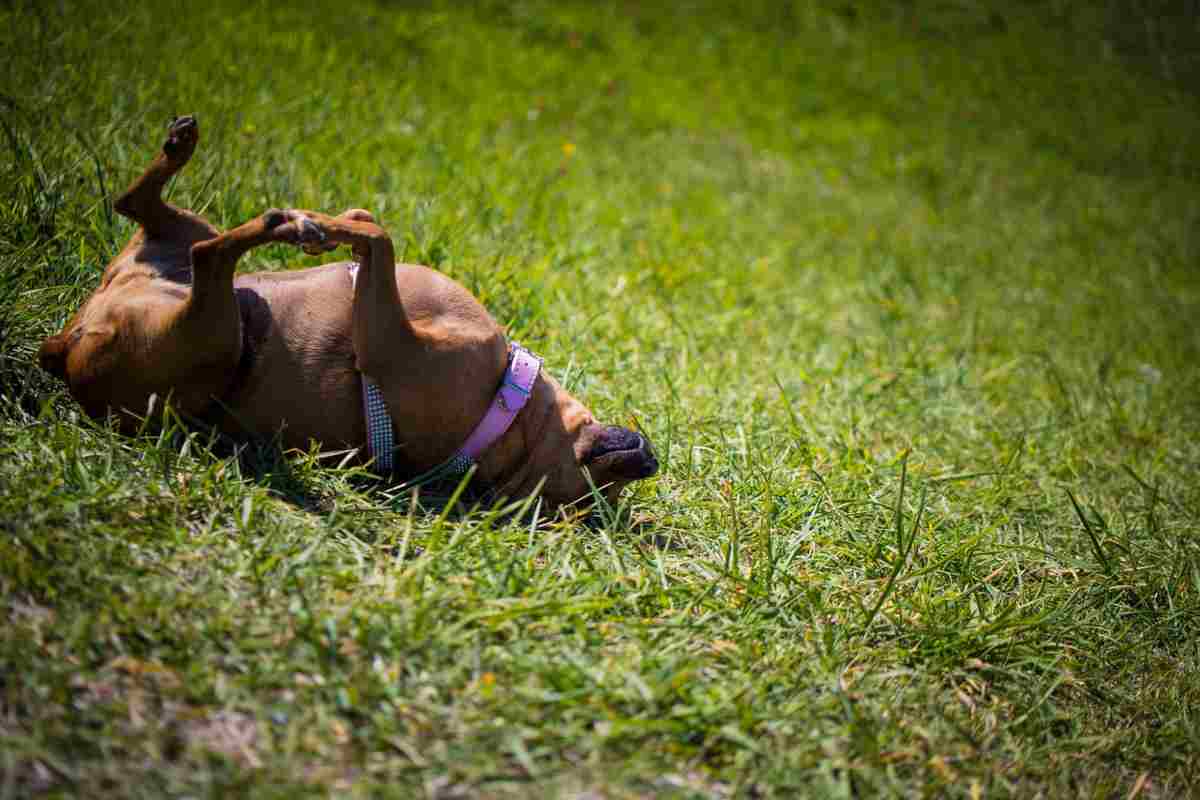 cane dorme a pancia all'aria (foto Pixabay)