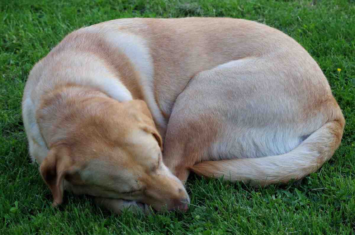 cane dorme arrotolato su se stesso (foto Pixabay)