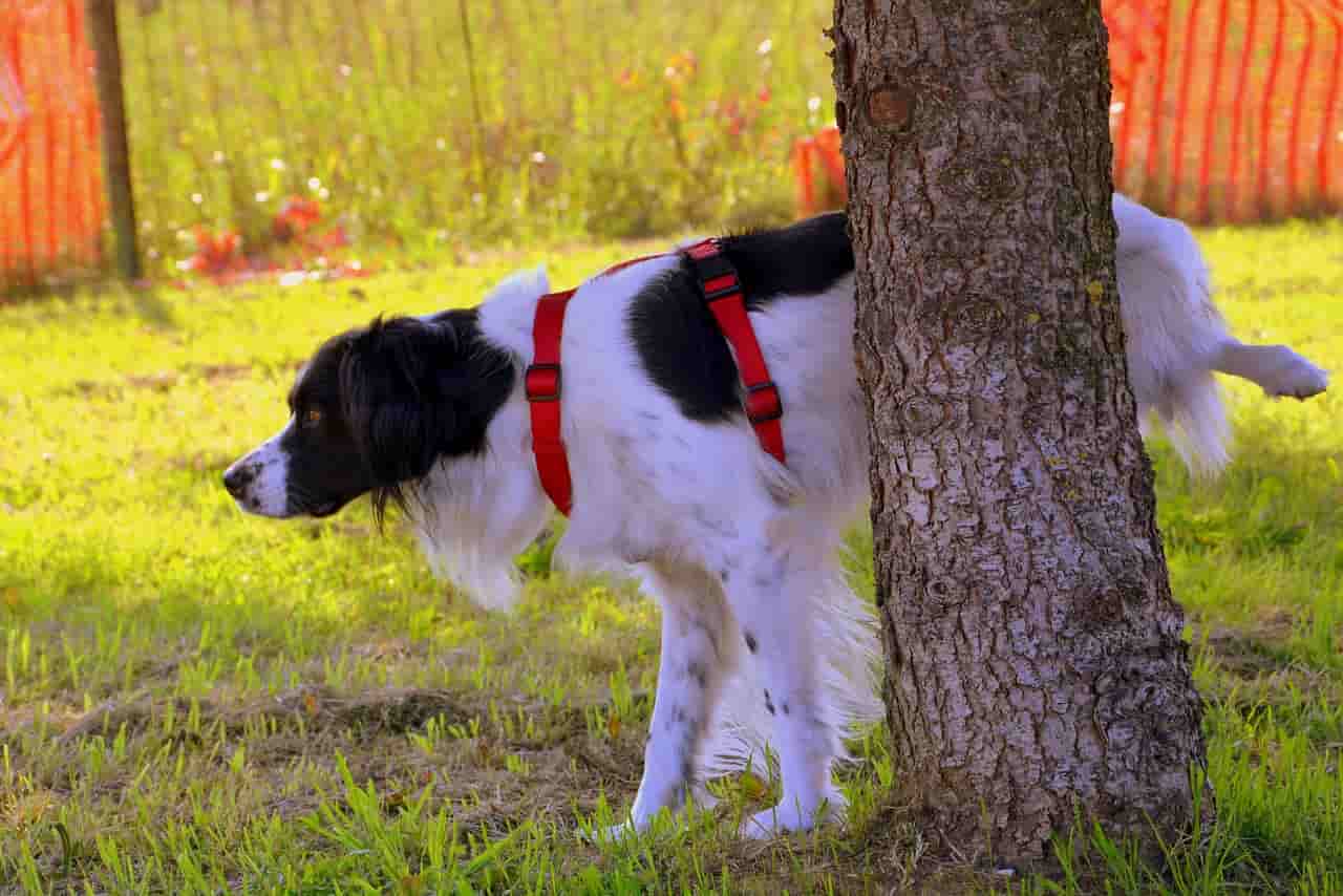 cane fa pipì a rate