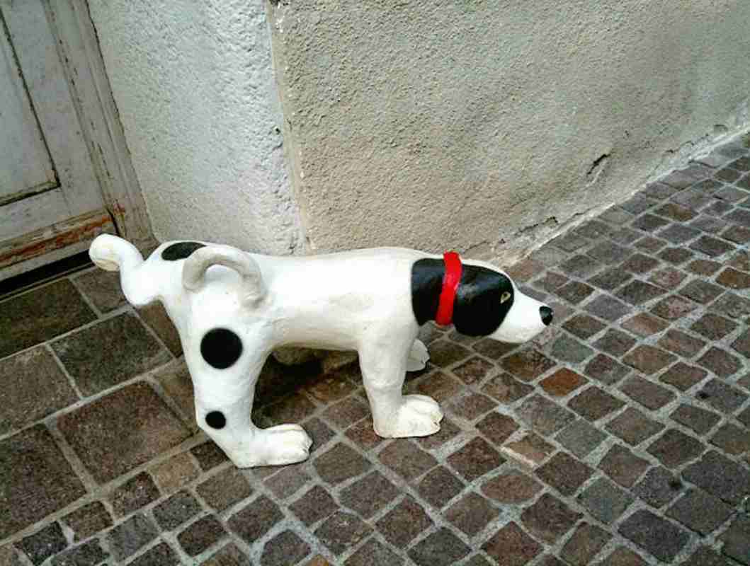 cane che fa pipì