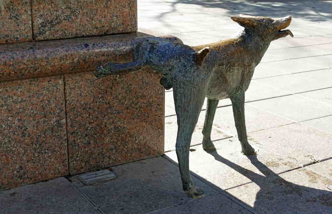 cane urina a tappe