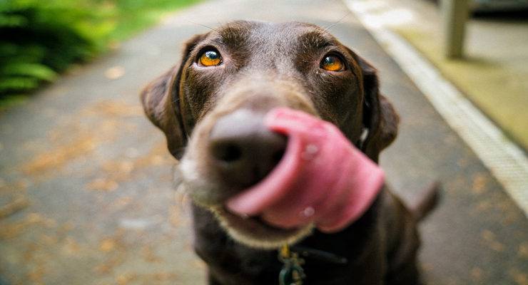 perchè il cane mangia la terra