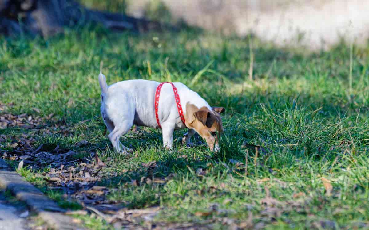 Perchè il cane mangia la terra
