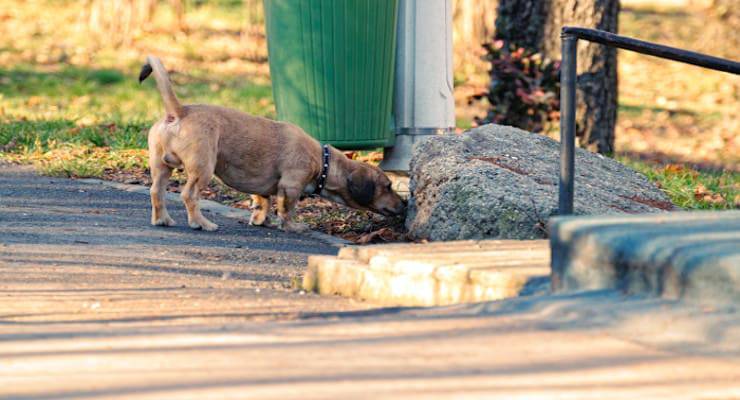 perchè il cane mangia la terra
