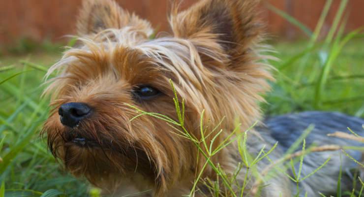 perchè il cane mangia la terra