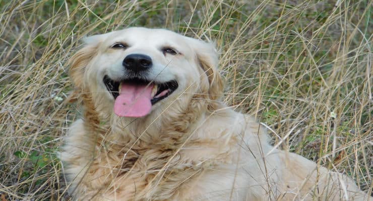 perchè il cane mangia la terra