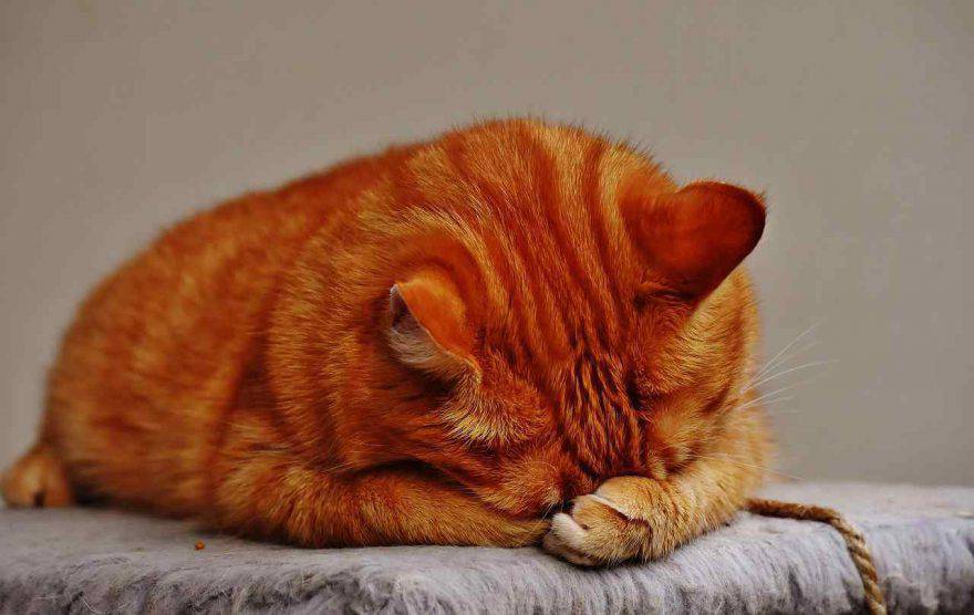 Congiuntivite nel gatto
