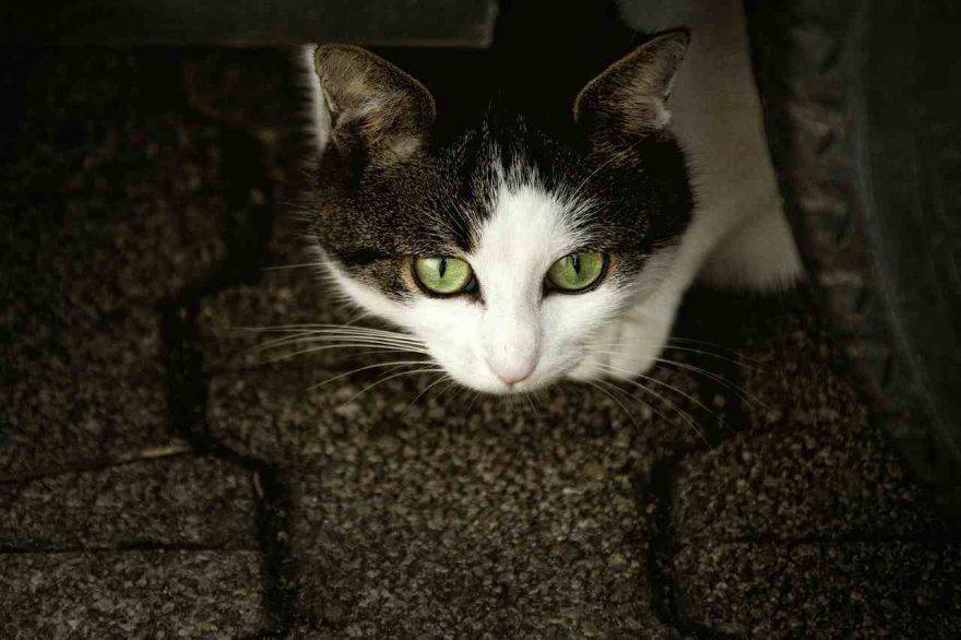 Nome del gatto
