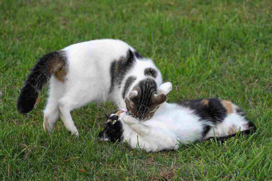 I gatti litigano